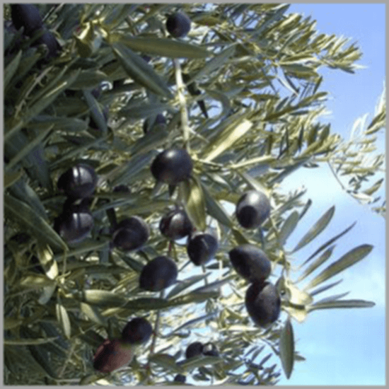 Terra Rosa Aleppotvål, Savon d'Alep med Lagerbärsolja & olivolja. Köp online från Casa Zeytin