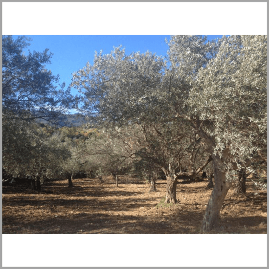 Production of Terra Rosa Aleppo soap, Savon d'Alep soap with Laurel Berry oil. Buy online from Casa Zeytin