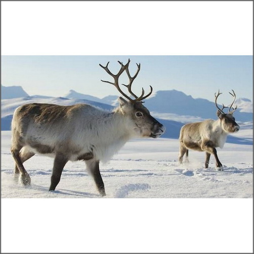 Real Swedish Reindeer Skin Rug Hide Fur at Good Price from the Nordic Arctic Climate