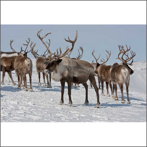 Real Swedish Reindeer Skin Rug Hide Fur at Good Price from the Nordic Arctic Climate