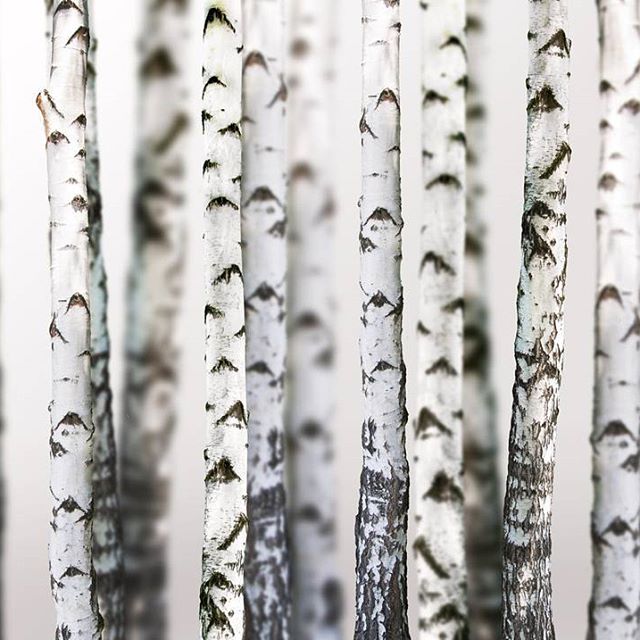 Vakinme - Natural home & body care products of certified organic raw ingredient from  the Swedish westcoast. Åkermynta, Björktuva, Daggmossa