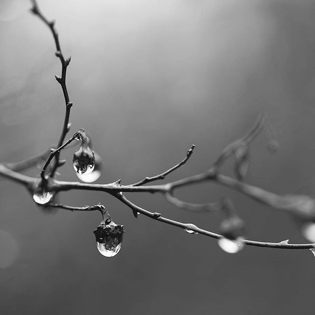 Vakinme - Natural home & body care products of certified organic raw ingredient from  the Swedish westcoast. Åkermynta, Björktuva, Daggmossa