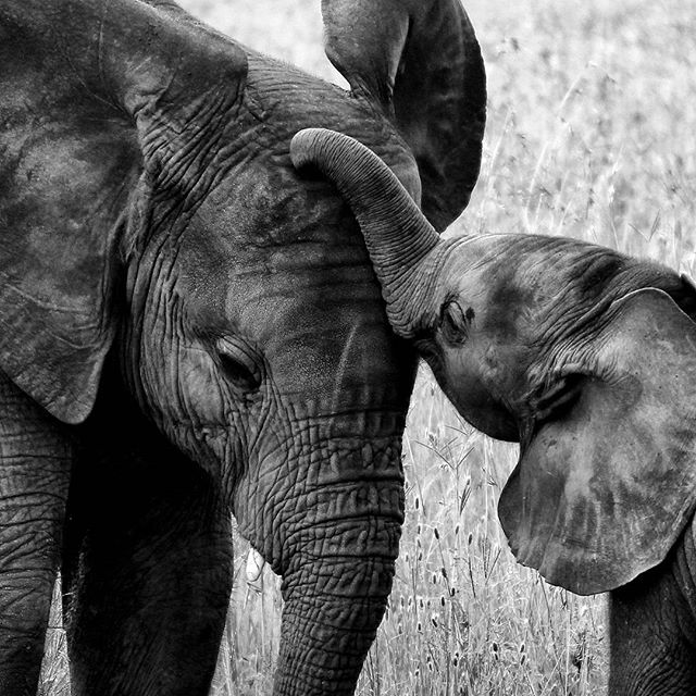 Vakinme - Natural home & body care products of certified organic raw ingredient from  the Swedish westcoast. Åkermynta, Björktuva, Daggmossa