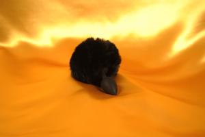 Kanin häntä, silikonitulppa