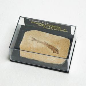FISKFOSSIL