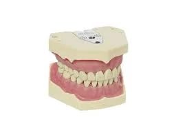 Frasaco Modell Hygien ÖK/UK