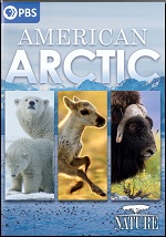 American Arctic