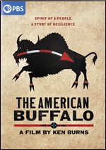 American Buffalo