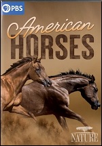 American Horses