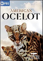 American Ocelot