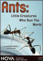 Ants: Little Creatures Who Run The World