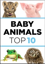 Baby Animals: Top 10