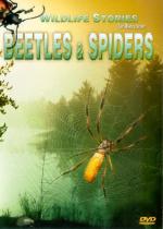 Beetles & Spiders
