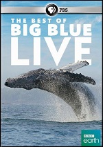 Best Of Big Blue Live