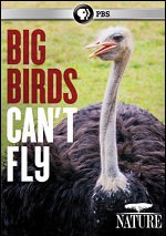 Big Birds Can't Fly
