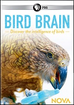 Bird Brain