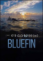 Bluefin
