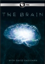 Brain
