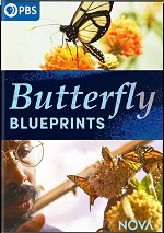 Butterfly Blueprints