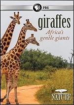 Giraffes - Africa's Gentle Giants