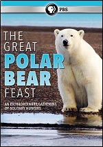 Great Polar Bear Feast