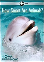 How Smart Are Animals?