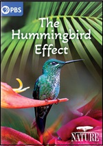 Hummingbird Effect