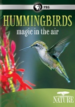 Hummingbirds - Magic In The Air