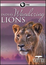 India's Wandering Lions
