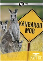 Kangaroo Mob
