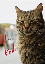 Kedi