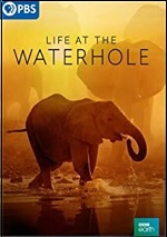 Life At The Waterhole