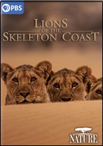 Lions Of The Skeleton Coast