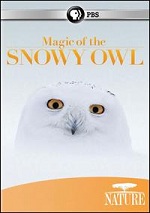 Magic Of The Snowy Owl