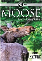 Moose - Life Of A Twig Eater