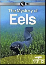 Mystery Of Eels