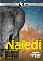 Naledi - One Little Elephant