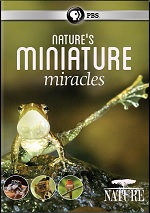 Nature's Miniature Miracles