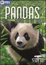 Pandas - Born To Be Wild