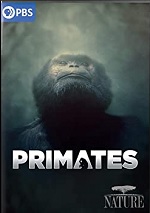 Primates