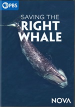 Saving The Right Whale