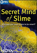 Secret Mind Of Slime