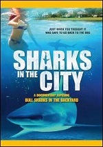 Sharks In The City