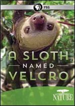 Sloth Named Velcro