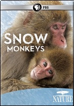 Snow Monkeys