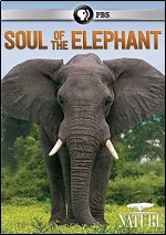 Soul Of The Elephant