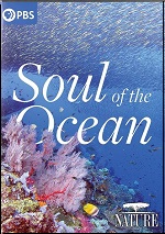 Soul Of The Ocean