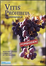 Vitis Prohibita