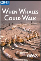 When Whales Could Walk