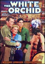 White Orchid